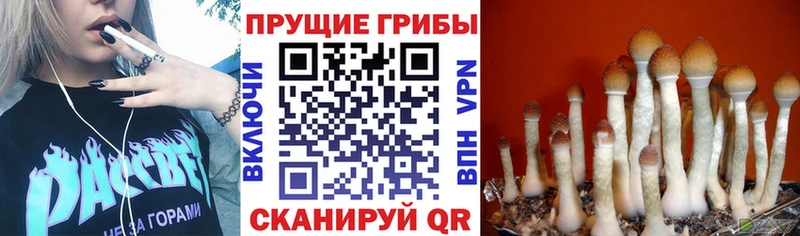 Купить где  Химки  Псилоцибиновые грибы MAGIC MUSHROOMS 